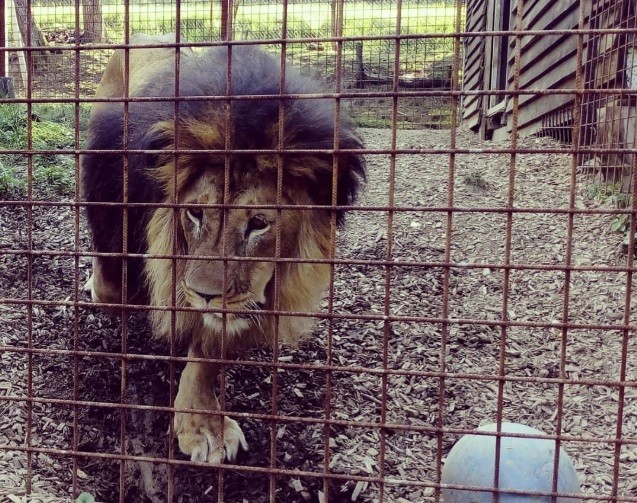 Lo mató un león al que criaba de manera ilegal | Internacionales