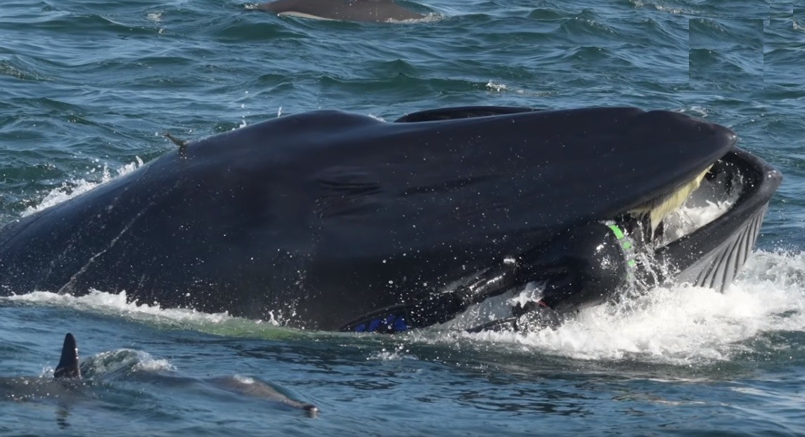 "Se dio cuenta de su error y abrió la boca para escupirme": habló el buzo tragado por una ballena | Redes