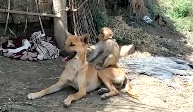 Viral para morirse de amor: una perra adoptó a un pequeño mono y hasta lo amamanta | Redes