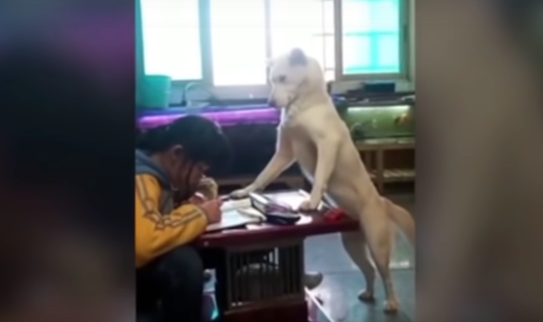 Video: entrenó a su perro para impedir que su hija toque el teléfono y haga la tarea | Redes