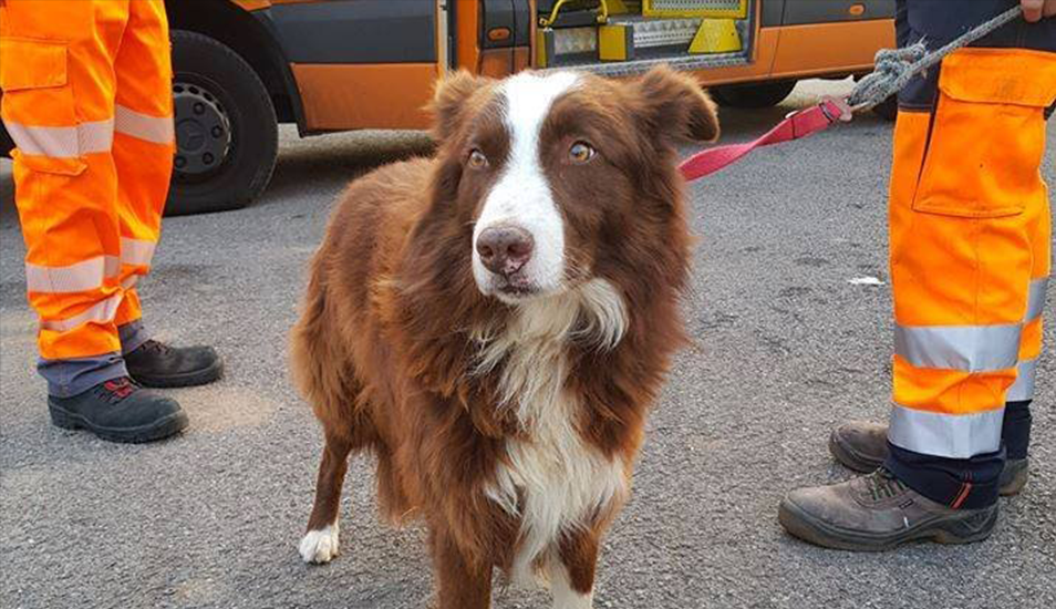 La historia del perro pastor que persiguió al camión que llevaba sus ovejas al matadero | Curiosidades