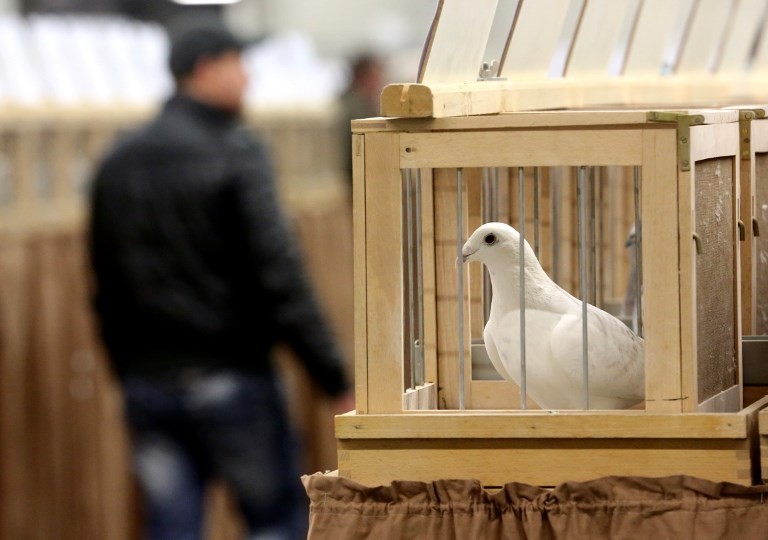 Récord insólito: subastaron una paloma mensajera por 1,25 millones de euros | Curiosidades