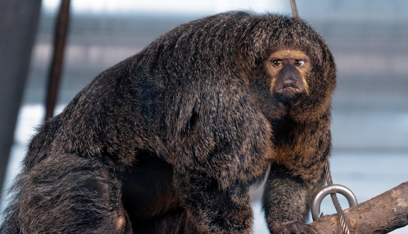 El increíble mono que tiene músculos de fisicoculturista | Curiosidades