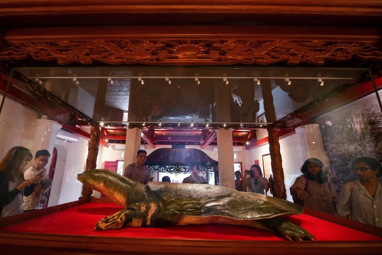 Embalsamaron a la tortuga gigante cuya muerte conmocionó al país | Curiosidades