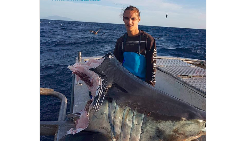 Misterio en el mar: ¿qué criatura pudo cortar la cabeza de este enorme tiburón? | Curiosidades