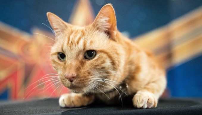 Un joven contrajo una grave enfermedad mental por el arañazo de un gato | Curiosidades