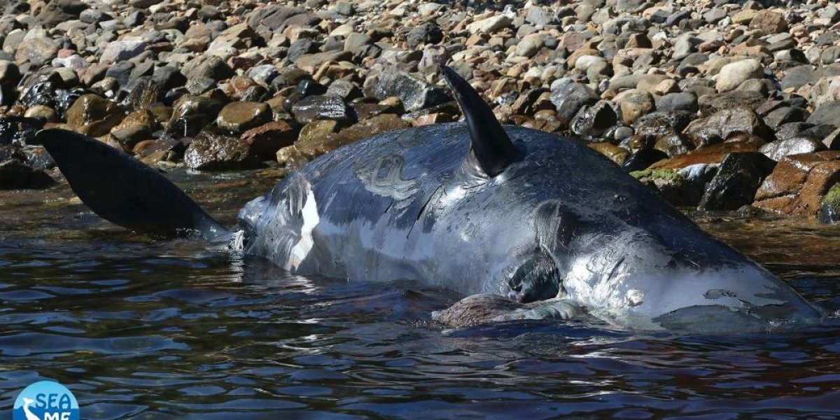 Murió una ballena embarazada con 22 kilos de plástico en el estómago | Curiosidades