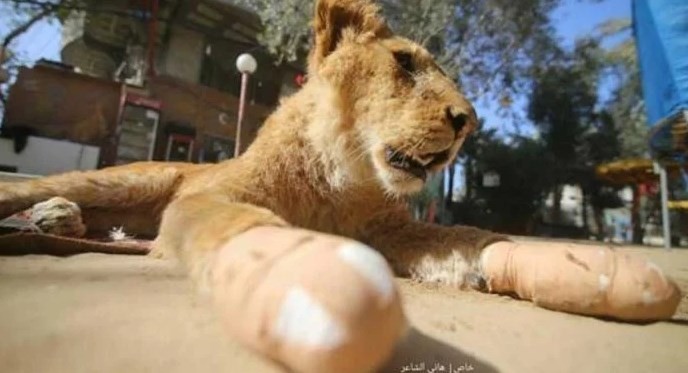 Le amputaron las garras a una leona para que los visitantes del zoo de Franja de Gaza puedan jugar con ellas | Curiosidades