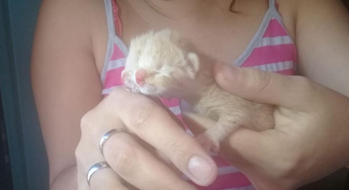 Sorpresa en Misiones: nació una gata con dos caras | Curiosidades