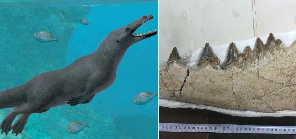 Descubren una ballena cuadrúpeda de hace 42 millones de años | Internacionales