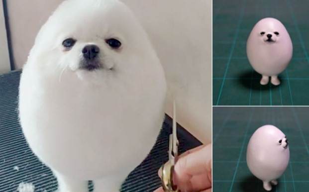 El perro que la rompe en las redes sociales porque parece un huevo | Redes