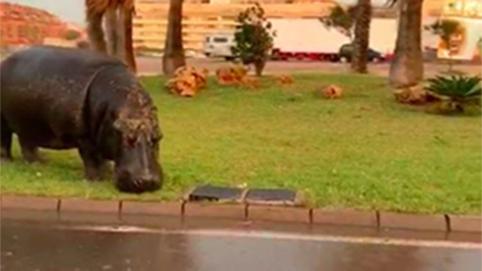 Video: pánico en España por un hipopótamo suelto que escapó de un circo | Curiosidades