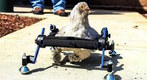 La historia de la nena que tiene como mascota una gallina en silla de ruedas | Curiosidades