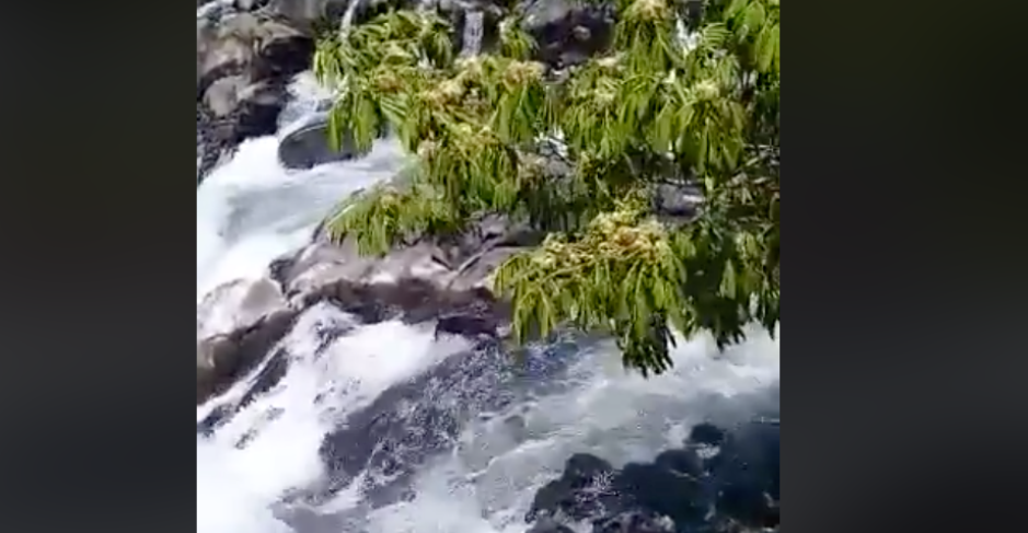 Indignante: arrojaron a un perro al río y murió ahogado | Redes