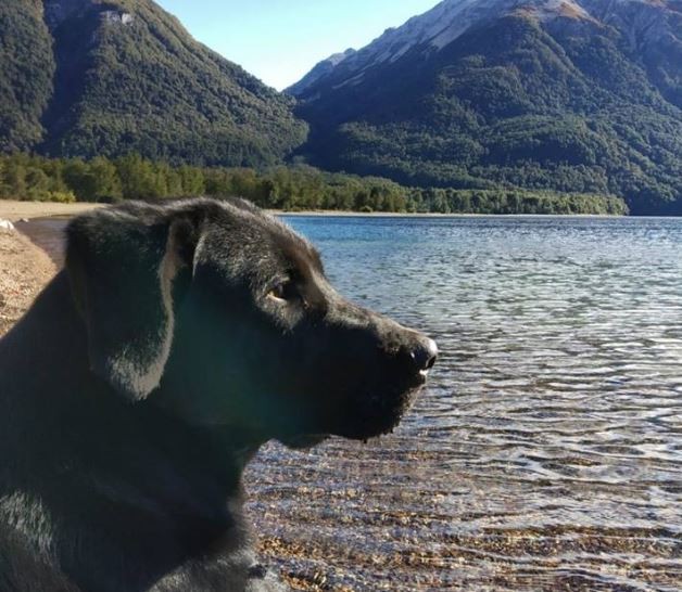Traful, el perro que se hizo famoso en San Martín de los Andes por tomarse unas vacaciones | Curiosidades
