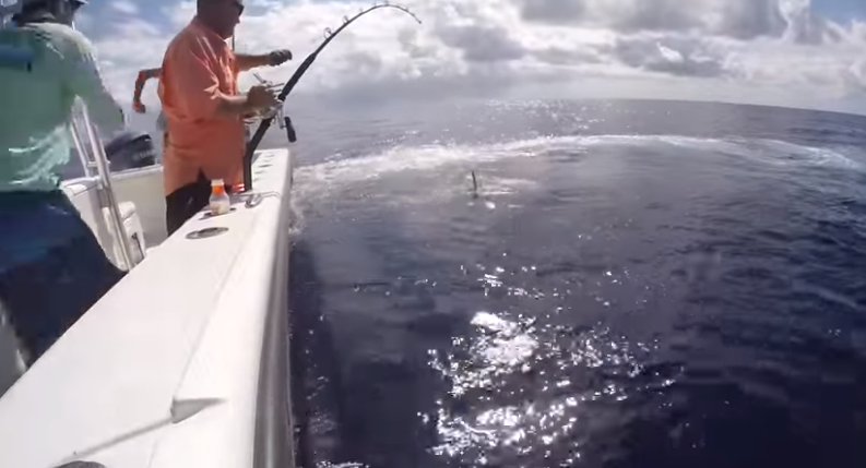 Video viral: capturaron de un monstruoso pez espada de 343 kilos | Redes