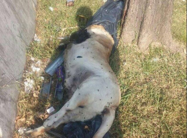 Piden justicia por un labrador que estaba perdido y apareció muerto | Redes