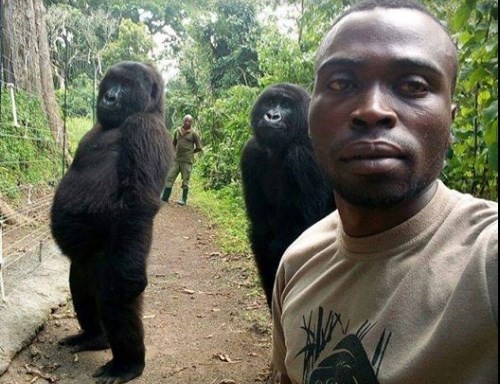 La triste historia detrás de la selfie del guardaparque con los gorilas "casi humanos" del Congo | Redes