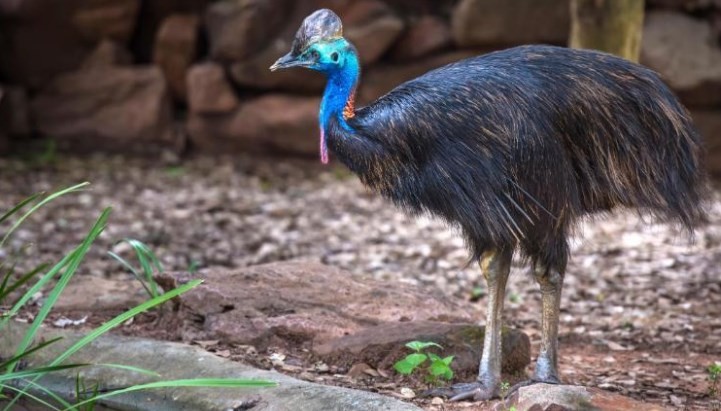 Subastan el casuario, ave más peligrosa del mundo, que mató a su dueño en Estados Unidos | Curiosidades