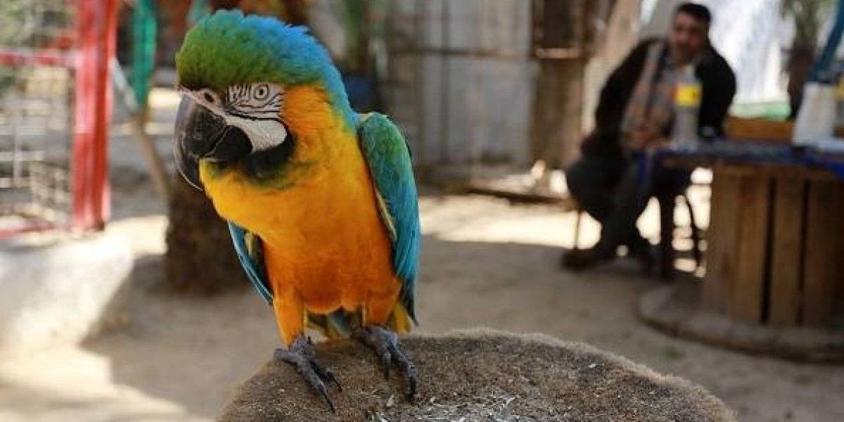 Loro "narco", preso: avisaba a sus cómplices cuando llegaba la policía | Curiosidades