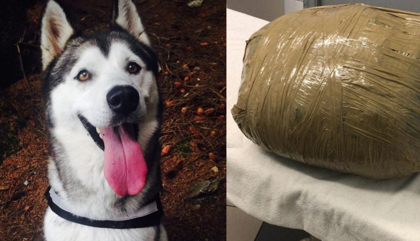 Impactante foto: denunció que dejó a su perra en una guardería y se la devolvieron así | Redes