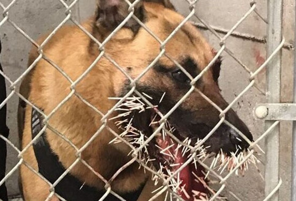 El drama de Odín: así quedó un perro tras ser atacado por un puercoespín | Curiosidades