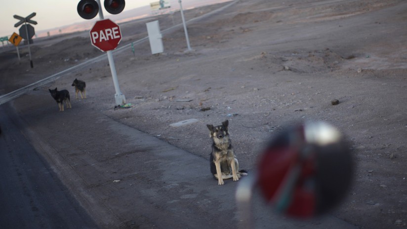 Video: el perro que custodia el cuerpo de su amigo atropellado por un auto | Curiosidades