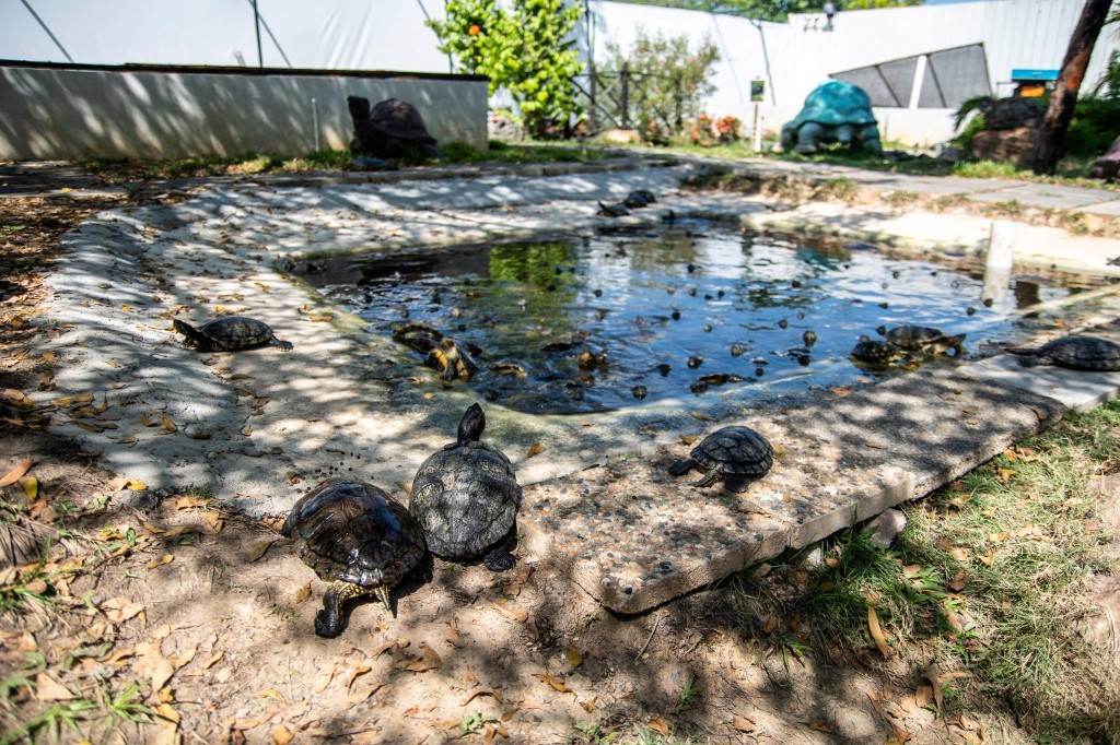 En peligro de extinción: la lucha de las tortugas por sobrevivir en un santuario | Internacionales