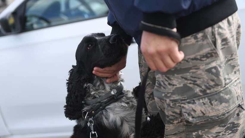 La mejor cura para el miedo a volar: ofrecen abrazar perritos en el aeropuerto para combatir el estrés | Redes