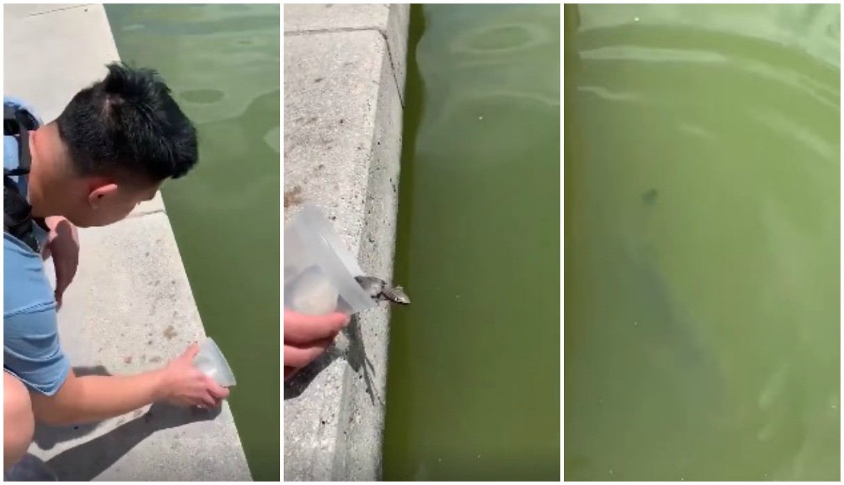 Video: el momento en el que liberaron una pequeña tortuga de mar y se la comió al instante un pez | Curiosidades