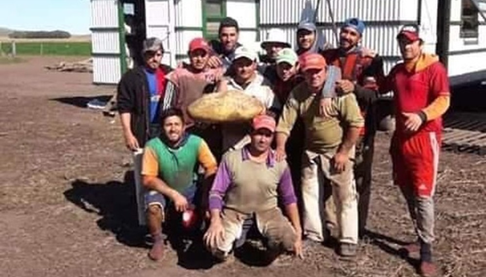 Sorpresa en Tandil: encontraron una papa gigante de 20 kilos | Curiosidades