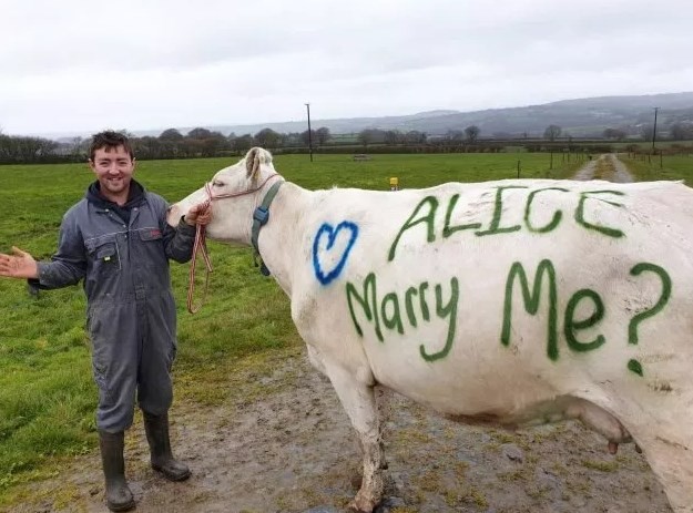Otro anticipo de Los Simpsons: le pidió matrimonio a su novia con una vaca pintada | Redes