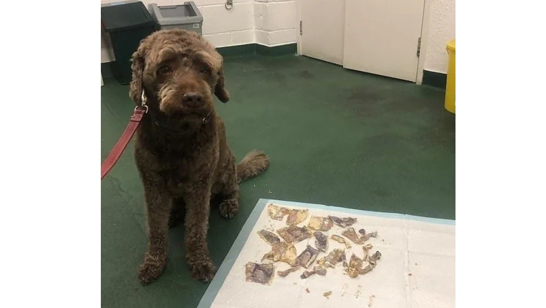 Ozzie, el perrito que prefiere comer dinero a alimento balanceado | Curiosidades
