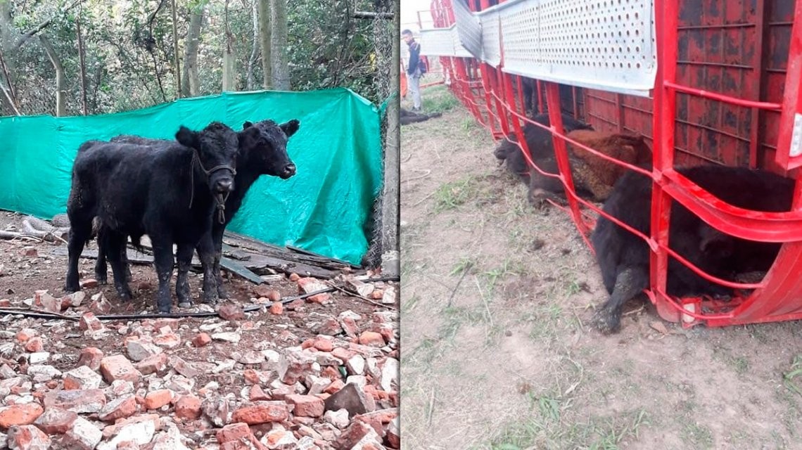 Volcó un camión con terneros y los carnearon en la ruta | Actualidad