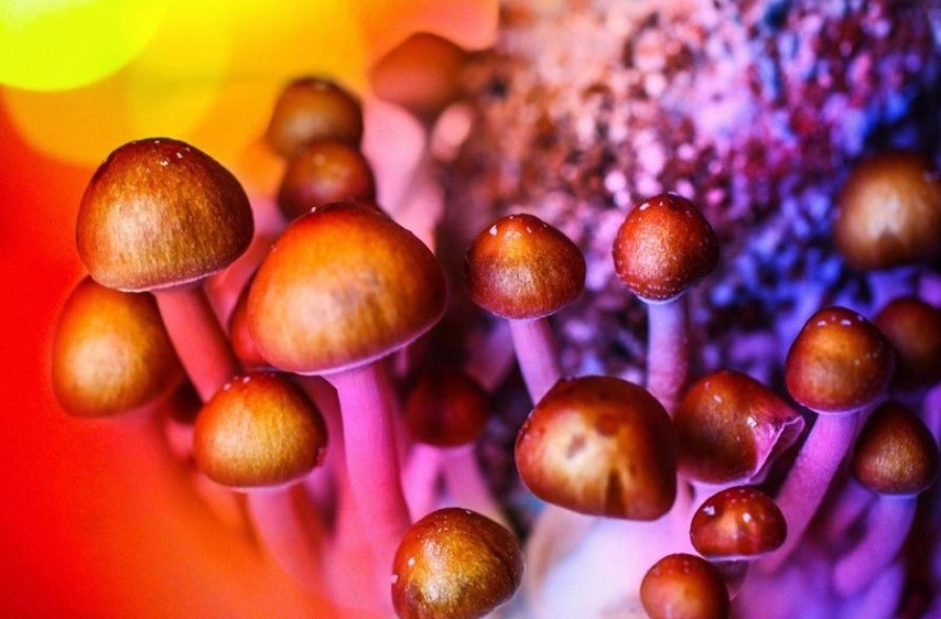 Denver busca despenalizar los hongos alucinógenos | Internacionales