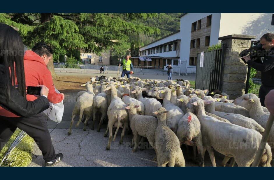 Para evitar el cierre de una escuela en un pueblo, inscribieron a las ovejas | Curiosidades