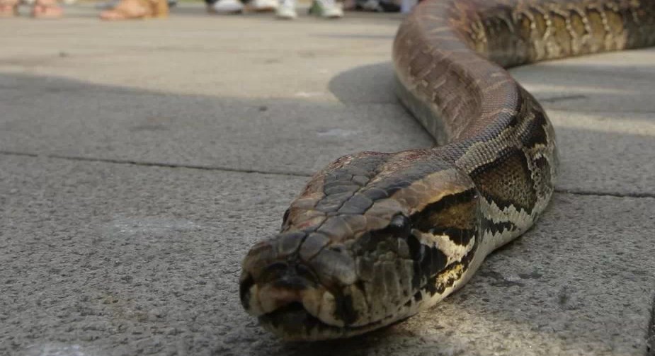 Lo atacó una serpiente, tuvo un ataque de locura y la mató a mordiscos | Curiosidades