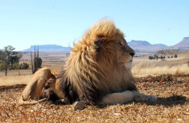 Un león con cáncer de piel recibe terapia radiológica en un hospital para humanos | Curiosidades