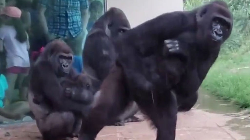 Video: los gestos "humanos" de los gorilas de un zoo de Estados Unidos | Curiosidades