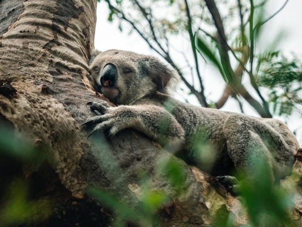 Alerta en Australia: una ONG advirtió que los koalas están "funcionalmente extintos" | Curiosidades