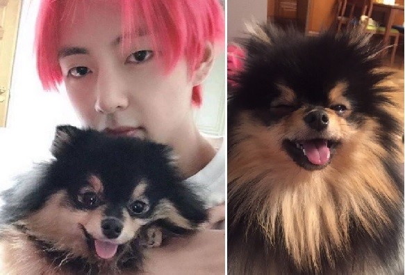 ¿Guiña el ojo? Tannie, el perro que enloquece a fanáticos de BTS | Redes
