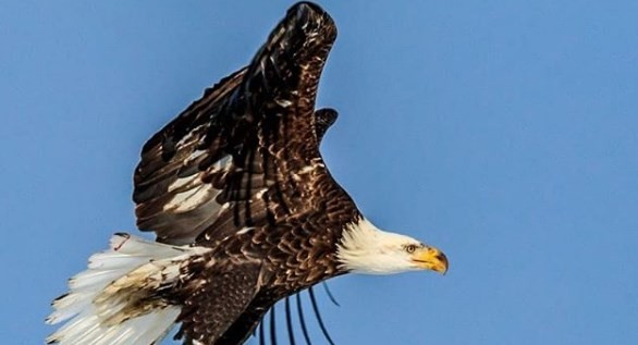 Naturaleza viral: la impactante foto de un águila sobre el agua | Redes