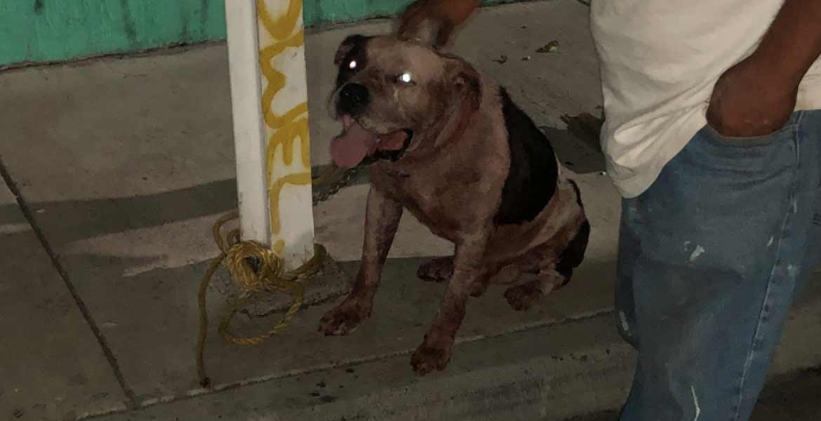 Un pitbull mató a un ladrón que había entrado a robar a la casa de sus dueños | Internacionales