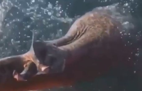 Video: le cortaron la aleta a un tiburón y lo devolvieron al mar para que se ahogue | Curiosidades
