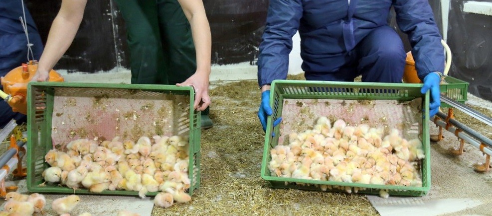 La Justicia valida la eliminación industrial de los pollitos machos | Internacionales