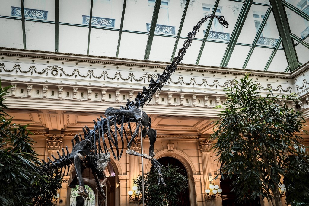 Subasta en París: no encuentran comprador para un fósil de dinosaurio | Internacionales