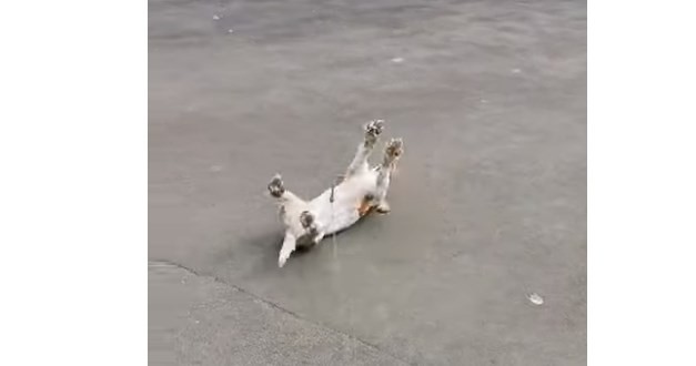 La triste historia detrás del perro que se desmaya al ver una bandada de patos | Curiosidades