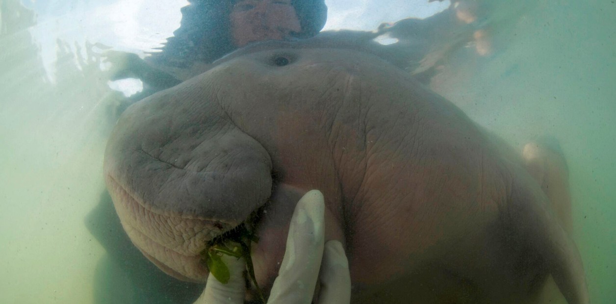 Foto conmovedora: la cría de dugongo que se encariñó con sus cuidadores humanos | Curiosidades