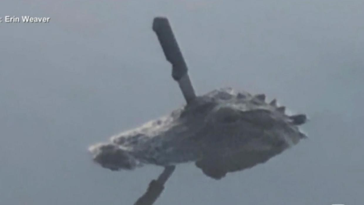 La foto del caimán con un cuchillo clavado en la cabeza que causó indignación | Curiosidades