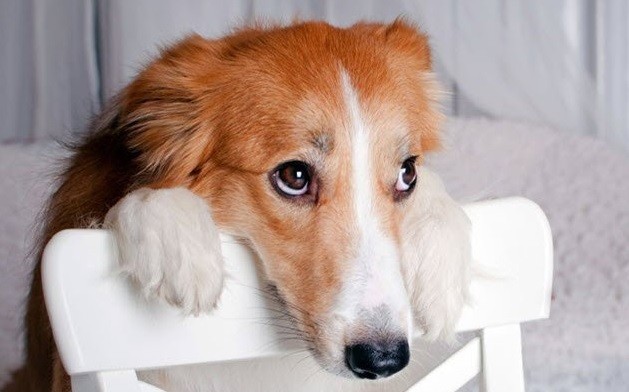 Científicos descifran la mirada enternecedora de los perros | Curiosidades